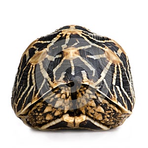 Indian Starred Tortoise - Geochelone elegans