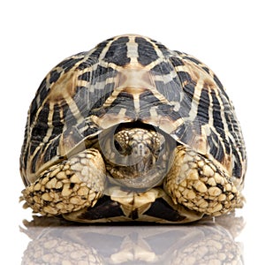 Indian Starred Tortoise - Geochelone elegans