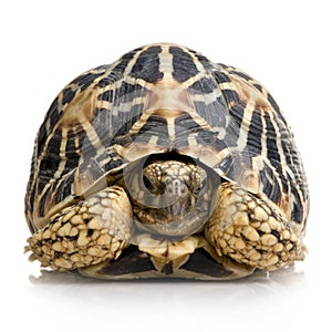 Indian Starred Tortoise - Geochelone elegans