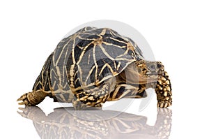 Indian Starred Tortoise - Geochelone elegans