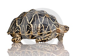 Indian Starred Tortoise - Geochelone elegans