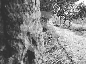 Indian steet and tree Image photo