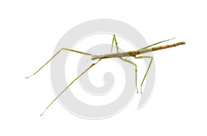 Indian Stick Insect, Carausius morosus