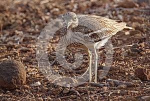 Indian Stone-curlew or Indian Thick-knee