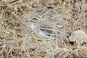 Indian stone-curlew or Indian thick-knee or Burhinus indicus observed in Sasan Gir in Gujarat, India