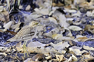 Indian stone-curlew staning on burnt forest floor