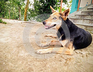 Indian Street Dog with a Gentle Smile.