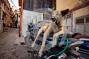Indian street dog in Jaisalmer, Rajasthan, India