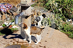 Indian street dog puppies drinking water in hand pump. small dog drinking water in Rural area of gujarat Indian.