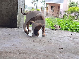 Indian street dog puppy drinking water