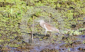 Indian Striated Heron