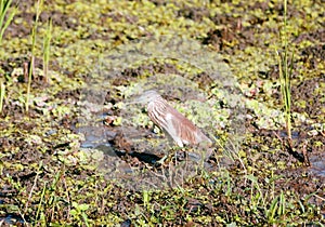 Indian Striated Heron