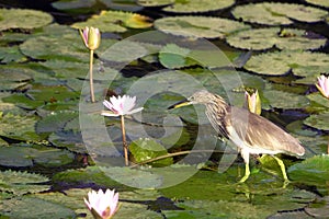 Indian Striated Heron