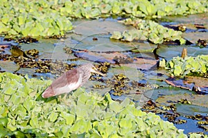 Indian Striated Heron