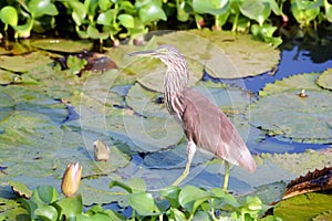 Indian Striated Heron