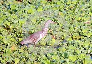 Indian Striated Heron