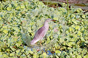 Indian Striated Heron