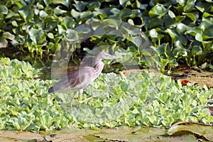 Indian Striated Heron