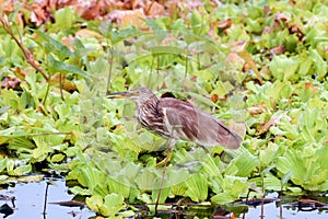 Indian Striated Heron