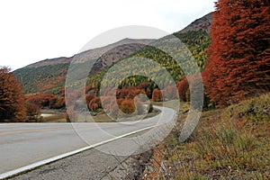 Indian Summer. Beautiful colored trees, forest, along Carretera Austral, Chile