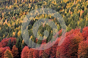 Indian Summer. Beautiful colored trees, forest, along Carretera Austral, Chile