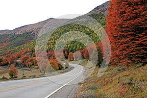 Indian Summer. Beautiful colored trees, forest, along Carretera Austral, Chile