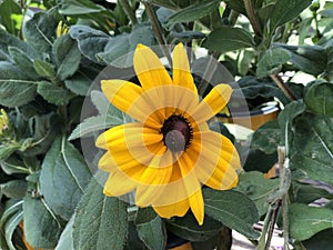Indian summer daisy flower growing in a pot outdoors