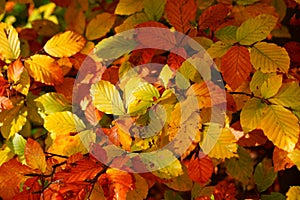 Indian summer leaves vivid colors, fall season nature background