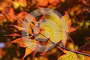 Indian summer Maple leaves