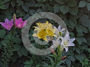 Indian Summerset lily longiflorum asian.