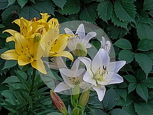 Indian Summerset lily longiflorum asian.