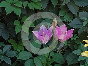 Indian Summerset lily longiflorum asian.