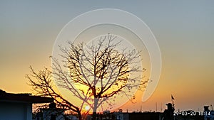 Indian  sun sets of tree  evning