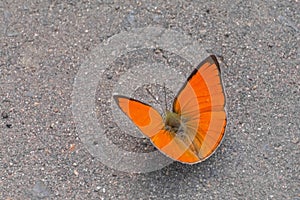 Indian sunbeam butterfly Curetis thetis