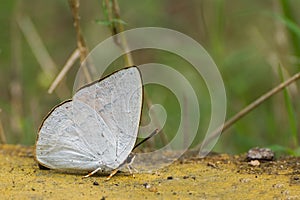 Indian sunbeam butterfly Curetis thetis