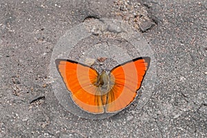 Indian sunbeam butterfly Curetis thetis