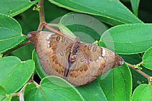Indian Sunbeam Butterfly, Female