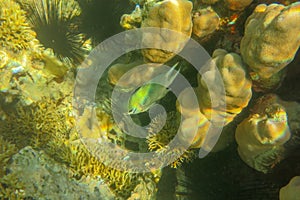 Indian swallow fish in corals, Amblyglyphidodon indicus, Red Sea, Egypt. Profile portrait of Pale Damselfish against giant sea fan