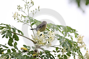 The Indian Tailorbird