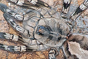 Indian tarantula