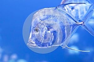 Indian Thread fish