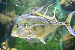 Indian threadfish