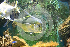 Indian threadfish