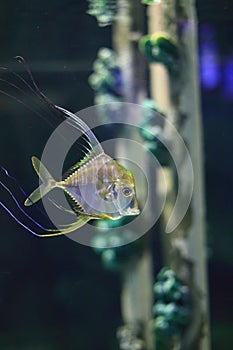 Indian threadfish