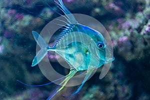 Indian threadfish - Alectis indica