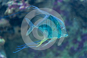 Indian threadfish - Alectis indica