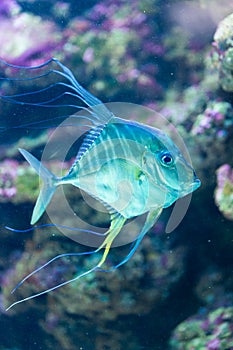 Indian threadfish - Alectis indica