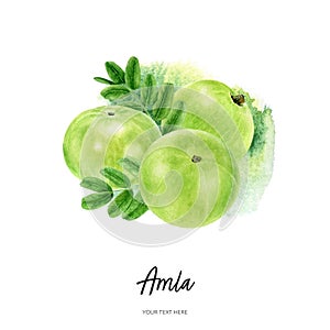 Indian three gooseberry fruits amla with leaf watercolor illustration isolated on watercolor splash background