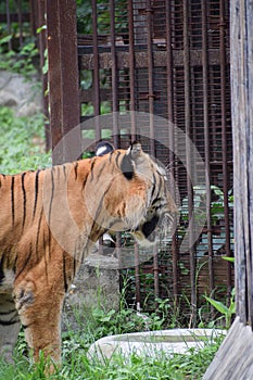 Indian tiger in a cage
