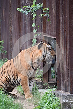 Indian tiger in a cage